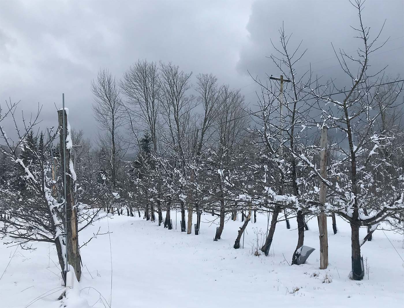 Leger Orchard in Vermont