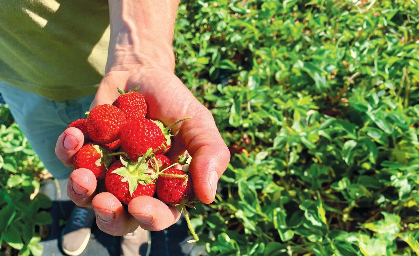 low-hanging-fruit-edible-vermont