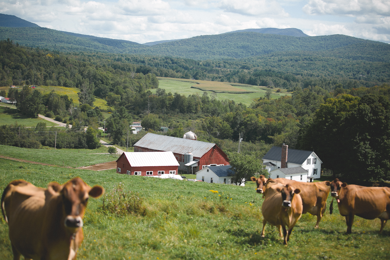 The fate of the dairy farm iindustry in Vermont.