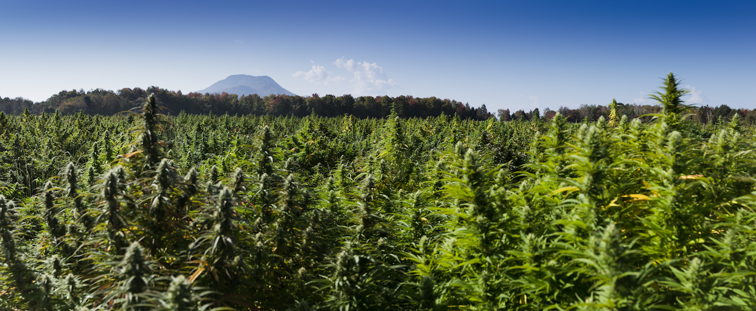 Green Mountain CBD grows, processes, and sells hemp products and certified CBD oil.