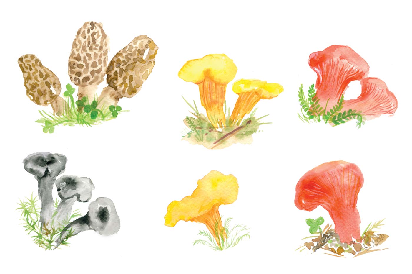Mushroom Foraging | Edible Vermont