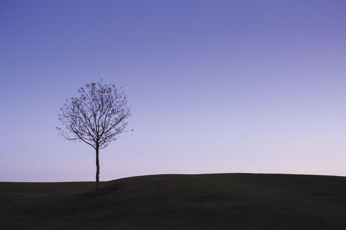 A tree stand against a gradient sky
