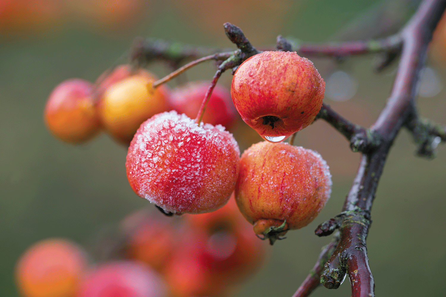 Why Are They Called Crab Apples