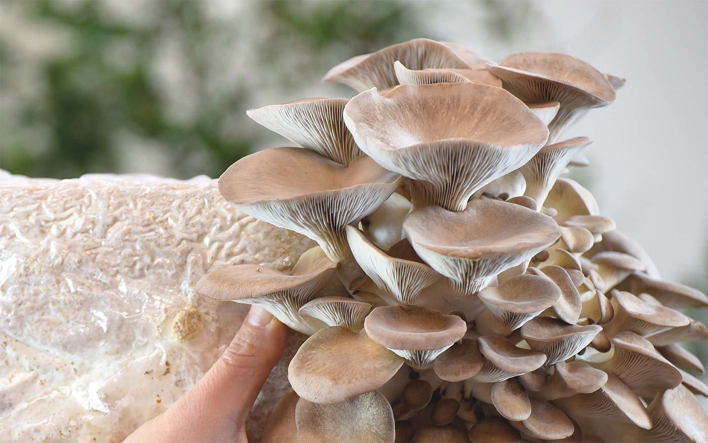 The Miracle of Mushrooms | Edible Vermont