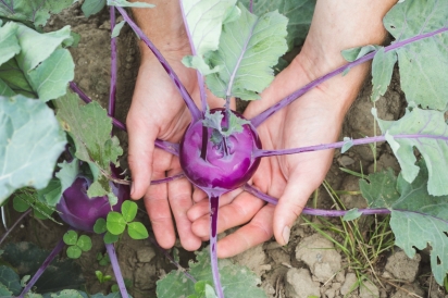 The kohlrabi is a beautiful vegetable with such distinct character.
