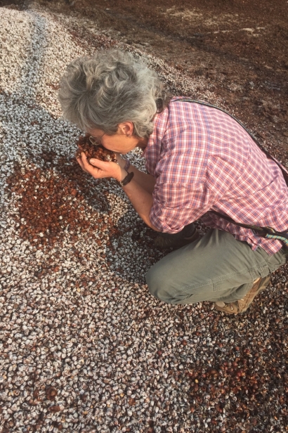 Buteux Reade smelling spent coffee in Guatemala.