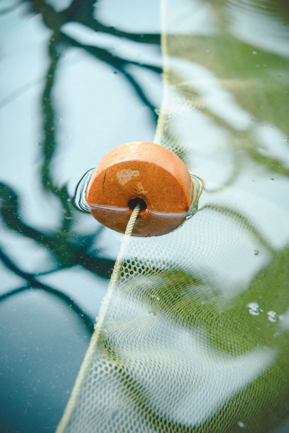 Net in the pond