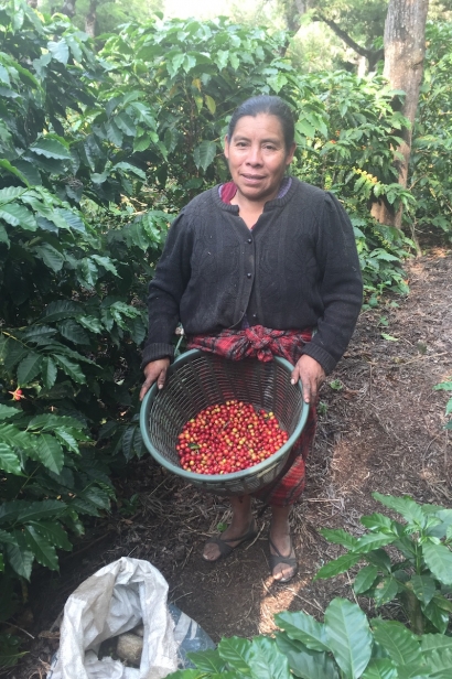 Harvesting coffee cherries in Guatemala.