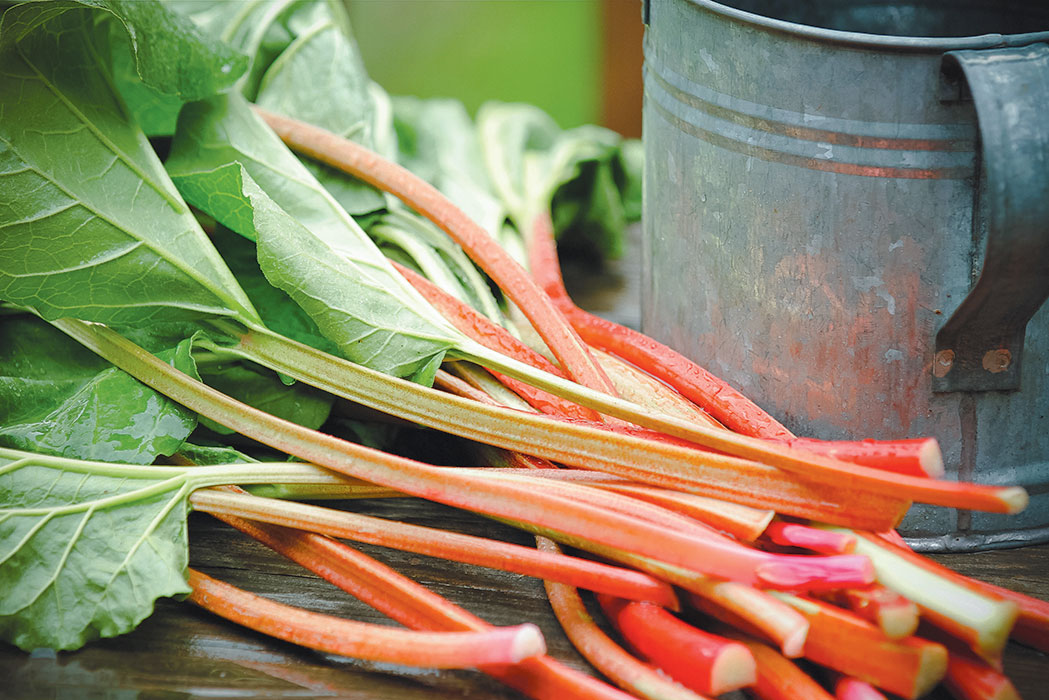 Bunch of Rhubarb