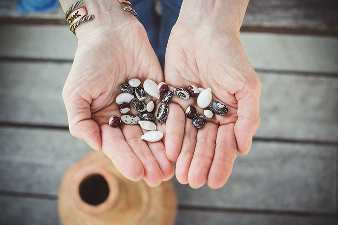 seeds-of-renewal-project.jpg