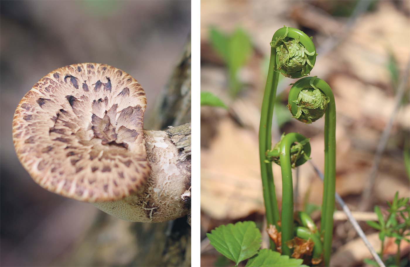 dryads-saddle-and-fiddleheads.jpg